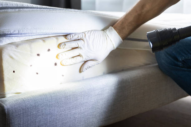 Best Mosquito Control Services  in Fountain Valley, CA