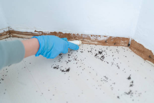 Best Ant Control Services  in Fountain Valley, CA